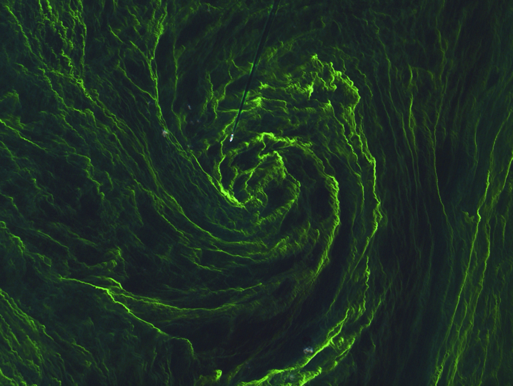 Eye of an algal storm. Copernicus Sentinel data (2015). By ESA.